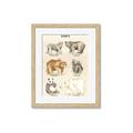 Picture of Bears Chart _GroupedProduct_Rectangle_Portrait_Mini_ _GroupedProduct_Rectangle_Portrait_Framed_Matted_
