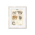 Picture of Bears Chart _GroupedProduct_Rectangle_Portrait_Mini_ _GroupedProduct_Rectangle_Portrait_Framed_Matted_