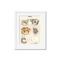 Picture of Bears Chart _GroupedProduct_Rectangle_Portrait_Mini_ _GroupedProduct_Rectangle_Portrait_Framed_Matted_