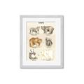 Picture of Bears Chart _GroupedProduct_Rectangle_Portrait_Mini_ _GroupedProduct_Rectangle_Portrait_Framed_Matted_