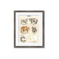 Picture of Bears Chart _GroupedProduct_Rectangle_Portrait_Mini_ _GroupedProduct_Rectangle_Portrait_Framed_Matted_