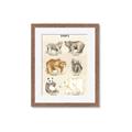 Picture of Bears Chart _GroupedProduct_Rectangle_Portrait_Mini_ _GroupedProduct_Rectangle_Portrait_Framed_Matted_