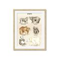 Picture of Bears Chart _GroupedProduct_Rectangle_Portrait_Mini_ _GroupedProduct_Rectangle_Portrait_Framed_Matted_