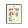 Picture of Bears Chart _GroupedProduct_Rectangle_Portrait_Mini_ _GroupedProduct_Rectangle_Portrait_Framed_Matted_