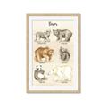 Picture of Bears Chart _GroupedProduct_Rectangle_Portrait_Mini_ _GroupedProduct_Rectangle_Portrait_Framed_Matted_