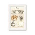 Picture of Bears Chart _GroupedProduct_Rectangle_Portrait_Mini_ _GroupedProduct_Rectangle_Portrait_Framed_Matted_
