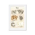 Picture of Bears Chart _GroupedProduct_Rectangle_Portrait_Mini_ _GroupedProduct_Rectangle_Portrait_Framed_Matted_