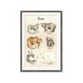 Picture of Bears Chart _GroupedProduct_Rectangle_Portrait_Mini_ _GroupedProduct_Rectangle_Portrait_Framed_Matted_