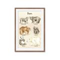 Picture of Bears Chart _GroupedProduct_Rectangle_Portrait_Mini_ _GroupedProduct_Rectangle_Portrait_Framed_Matted_