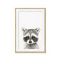 Picture of Coon Baby _GroupedProduct_Rectangle_Portrait_Mini_ _GroupedProduct_Rectangle_Portrait_Framed_Matted_