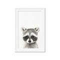 Picture of Coon Baby _GroupedProduct_Rectangle_Portrait_Mini_ _GroupedProduct_Rectangle_Portrait_Framed_Matted_
