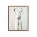 Picture of Brown and White Llama _GroupedProduct_Rectangle_Portrait_Mini_ _GroupedProduct_Rectangle_Portrait_Framed_Matted_