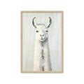 Picture of Brown and White Llama _GroupedProduct_Rectangle_Portrait_Mini_ _GroupedProduct_Rectangle_Portrait_Framed_Matted_