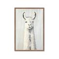 Picture of Brown and White Llama _GroupedProduct_Rectangle_Portrait_Mini_ _GroupedProduct_Rectangle_Portrait_Framed_Matted_
