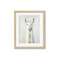 Picture of Brown and White Llama _GroupedProduct_Rectangle_Portrait_Mini_ _GroupedProduct_Rectangle_Portrait_Framed_Matted_