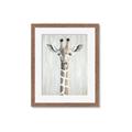 Picture of Close-up Giraffe _GroupedProduct_Rectangle_Portrait_Mini_ _GroupedProduct_Rectangle_Portrait_Framed_Matted_