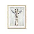 Picture of Close-up Giraffe _GroupedProduct_Rectangle_Portrait_Mini_ _GroupedProduct_Rectangle_Portrait_Framed_Matted_
