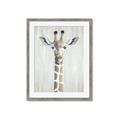 Picture of Close-up Giraffe _GroupedProduct_Rectangle_Portrait_Mini_ _GroupedProduct_Rectangle_Portrait_Framed_Matted_
