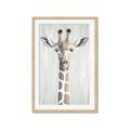 Picture of Close-up Giraffe _GroupedProduct_Rectangle_Portrait_Mini_ _GroupedProduct_Rectangle_Portrait_Framed_Matted_