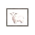 Picture of Baby Sheep Side  _GroupedProduct_Rectangle_Landscape_Mini_ _GroupedProduct_Rectangle_Landscape_Framed_Matted_