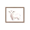 Picture of Baby Sheep Side  _GroupedProduct_Rectangle_Landscape_Mini_ _GroupedProduct_Rectangle_Landscape_Framed_Matted_