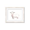 Picture of Baby Sheep Side  _GroupedProduct_Rectangle_Landscape_Mini_ _GroupedProduct_Rectangle_Landscape_Framed_Matted_