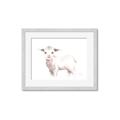 Picture of Baby Sheep Side  _GroupedProduct_Rectangle_Landscape_Mini_ _GroupedProduct_Rectangle_Landscape_Framed_Matted_