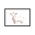Picture of Baby Sheep Side  _GroupedProduct_Rectangle_Landscape_Mini_ _GroupedProduct_Rectangle_Landscape_Framed_Matted_