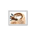 Picture of Sleeping Giraffe _GroupedProduct_Rectangle_Landscape_Mini_ _GroupedProduct_Rectangle_Landscape_Framed_Matted_