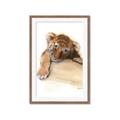 Picture of Sleeping Tiger _GroupedProduct_Rectangle_Portrait_Mini_ _GroupedProduct_Rectangle_Portrait_Framed_Matted_