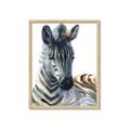 Picture of Sleeping Zebra _GroupedProduct_Rectangle_Portrait_Mini_ _GroupedProduct_Rectangle_Portrait_Framed_Matted_