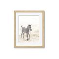 Picture of Summer Zebra _GroupedProduct_Rectangle_Portrait_Mini_ _GroupedProduct_Rectangle_Portrait_Framed_Matted_