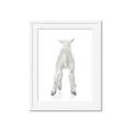 Picture of Behind Lamb _GroupedProduct_Rectangle_Portrait_Mini_ _GroupedProduct_Rectangle_Portrait_Framed_Matted_