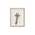 Picture of Baby Giraffe _GroupedProduct_Rectangle_Portrait_Mini_ _GroupedProduct_Rectangle_Portrait_Framed_Matted_