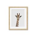 Picture of Baby Giraffe _GroupedProduct_Rectangle_Portrait_Mini_ _GroupedProduct_Rectangle_Portrait_Framed_Matted_