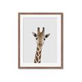 Picture of Baby Giraffe _GroupedProduct_Rectangle_Portrait_Mini_ _GroupedProduct_Rectangle_Portrait_Framed_Matted_