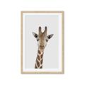 Picture of Baby Giraffe _GroupedProduct_Rectangle_Portrait_Mini_ _GroupedProduct_Rectangle_Portrait_Framed_Matted_