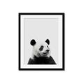 Picture of Panda Portrait _GroupedProduct_Rectangle_Portrait_Mini_ _GroupedProduct_Rectangle_Portrait_Framed_Matted_