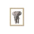 Picture of In Front Elephant _GroupedProduct_Rectangle_Portrait_Mini_ _GroupedProduct_Rectangle_Portrait_Framed_Matted_