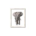 Picture of In Front Elephant _GroupedProduct_Rectangle_Portrait_Mini_ _GroupedProduct_Rectangle_Portrait_Framed_Matted_