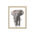 Picture of In Front Elephant _GroupedProduct_Rectangle_Portrait_Mini_ _GroupedProduct_Rectangle_Portrait_Framed_Matted_