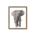 Picture of In Front Elephant _GroupedProduct_Rectangle_Portrait_Mini_ _GroupedProduct_Rectangle_Portrait_Framed_Matted_