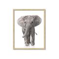 Picture of In Front Elephant _GroupedProduct_Rectangle_Portrait_Mini_ _GroupedProduct_Rectangle_Portrait_Framed_Matted_