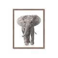 Picture of In Front Elephant _GroupedProduct_Rectangle_Portrait_Mini_ _GroupedProduct_Rectangle_Portrait_Framed_Matted_