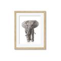 Picture of In Front Elephant _GroupedProduct_Rectangle_Portrait_Mini_ _GroupedProduct_Rectangle_Portrait_Framed_Matted_