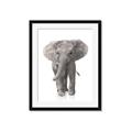 Picture of In Front Elephant _GroupedProduct_Rectangle_Portrait_Mini_ _GroupedProduct_Rectangle_Portrait_Framed_Matted_