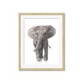Picture of In Front Elephant _GroupedProduct_Rectangle_Portrait_Mini_ _GroupedProduct_Rectangle_Portrait_Framed_Matted_