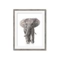 Picture of In Front Elephant _GroupedProduct_Rectangle_Portrait_Mini_ _GroupedProduct_Rectangle_Portrait_Framed_Matted_