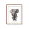 Picture of In Front Elephant _GroupedProduct_Rectangle_Portrait_Mini_ _GroupedProduct_Rectangle_Portrait_Framed_Matted_