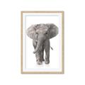 Picture of In Front Elephant _GroupedProduct_Rectangle_Portrait_Mini_ _GroupedProduct_Rectangle_Portrait_Framed_Matted_